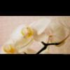 Orchid