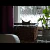 060402.borje.jpg