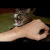 081101.kattautograf.borje.jpg