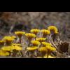 3462.tussilago.jpg