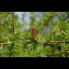 3825.lark.blomma.jpg