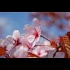 3840.korsbar.blommor.jpg