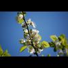 3991.krikonblommor.jpg
