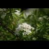 4077.spirea.jpg