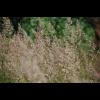 5367.gras.jpg