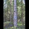 0843.masurtall.lapinmaki.jpg