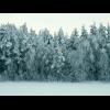 forest_3d.gif