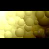 Bubbles