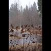 8690.sno.jpg