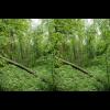 c2708_2709.stereo.skog.jpg