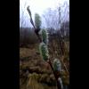 12050018.videungar.droppar.jpg