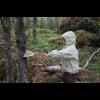 c5034.skog.sofia.ticka.jpg