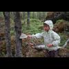 c5035.skog.sofia.ticka.jpg