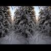 c6379-6380.sno.skog.jpg